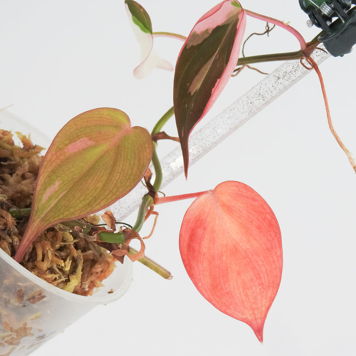 Philodendron Micans True Pink (3819)