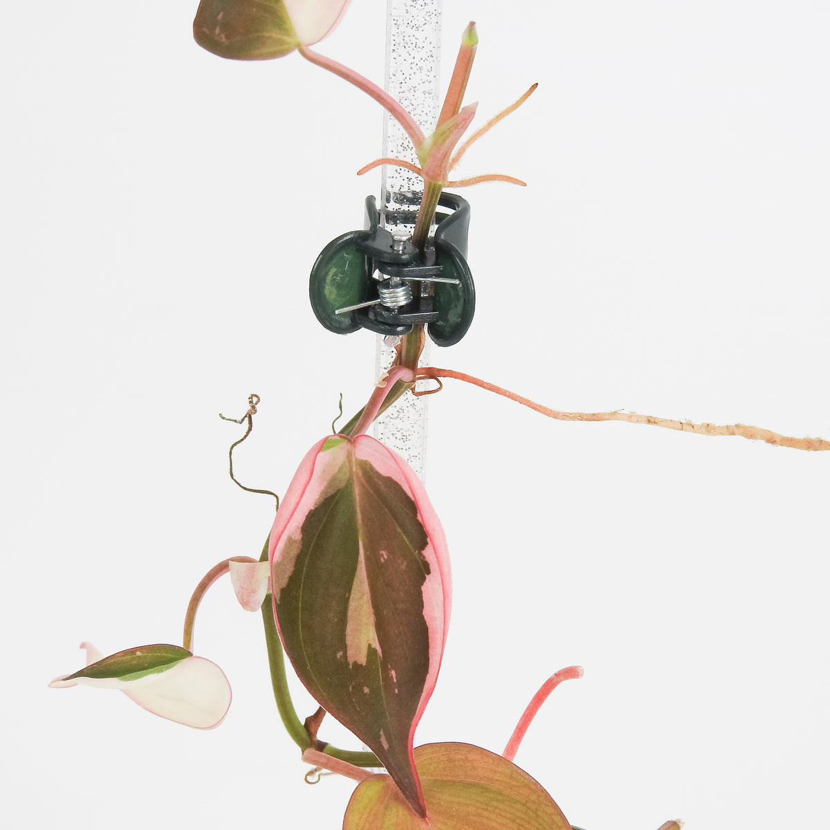 Philodendron Micans True Pink (3819)