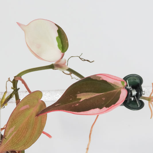Philodendron Micans True Pink (3819)