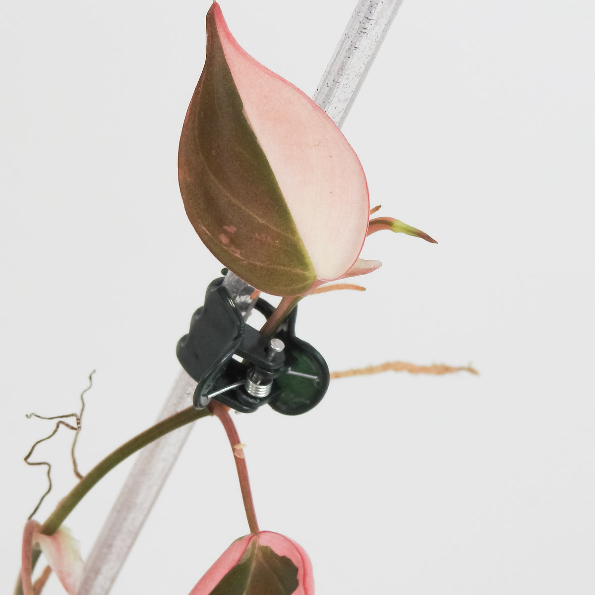 Philodendron Micans True Pink (3819)