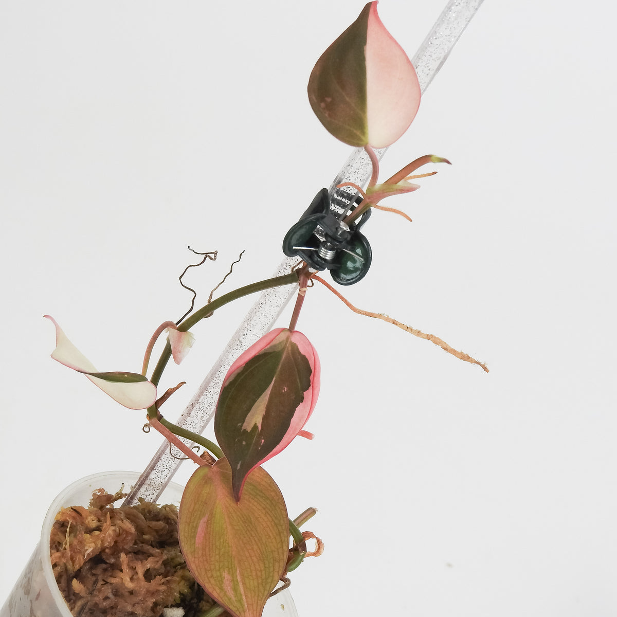 Philodendron Micans True Pink (3819)