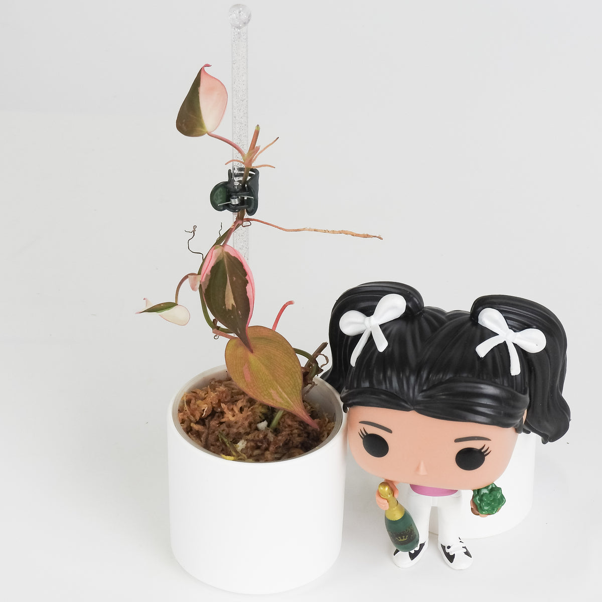 Philodendron Micans True Pink (3819)