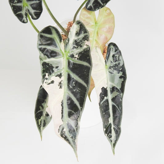 Alocasia 'Bambino' Pink (3817)
