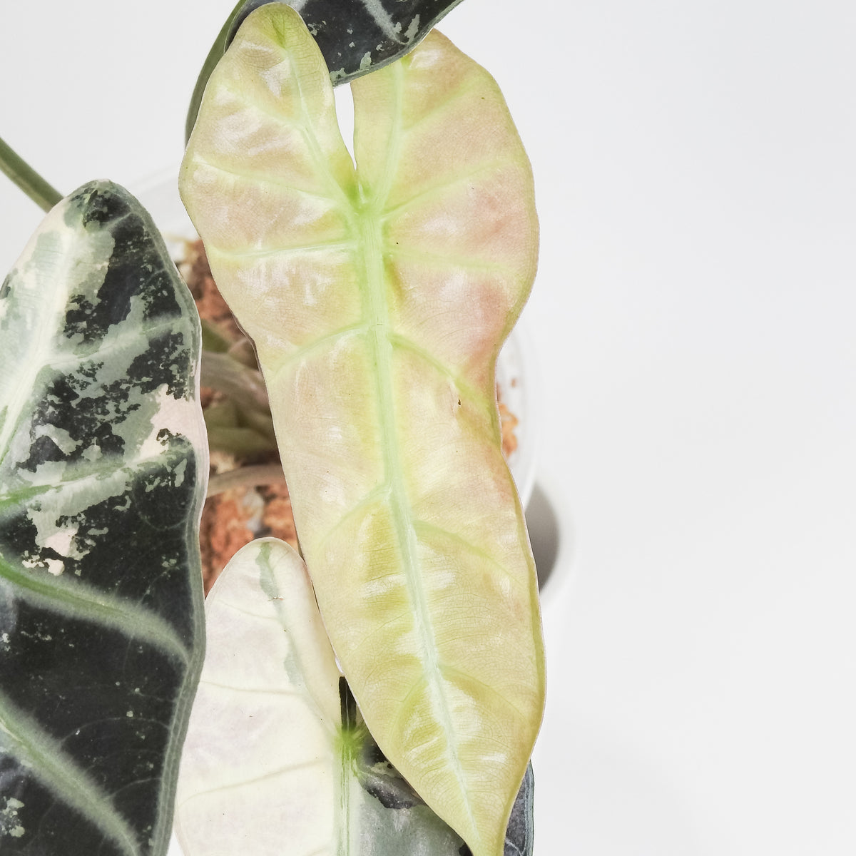 Alocasia 'Bambino' Pink (3817)