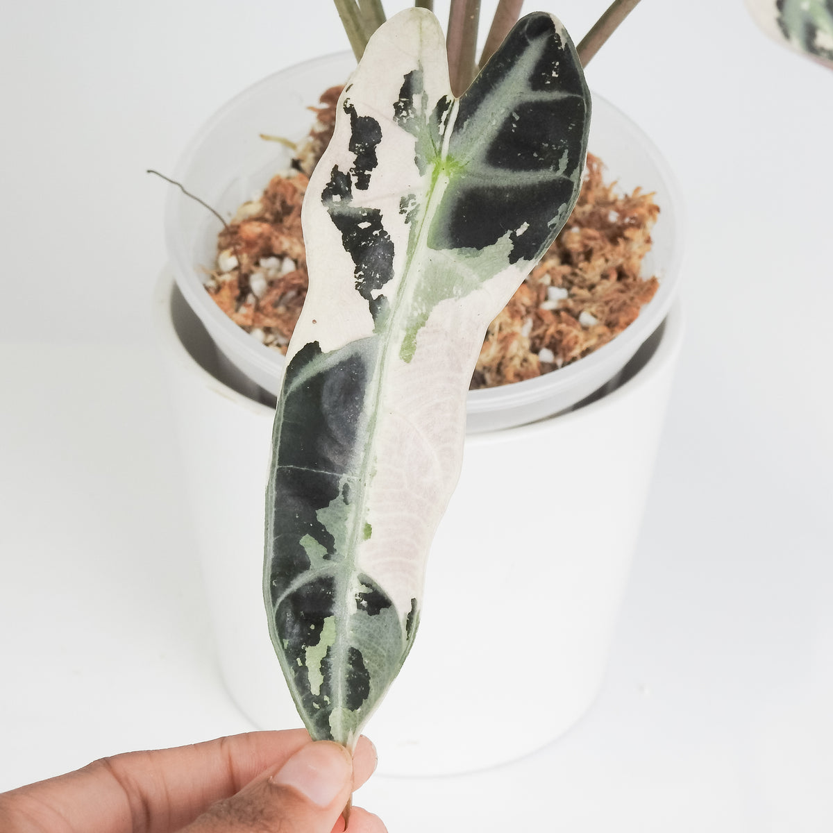 Alocasia 'Bambino' Pink (3817)