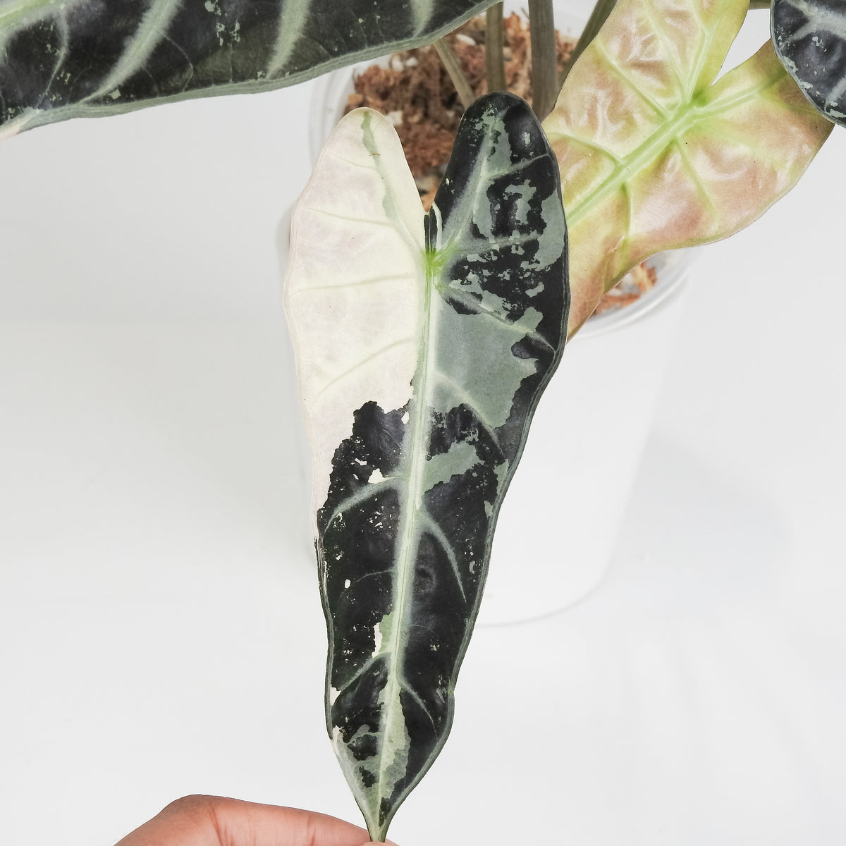 Alocasia 'Bambino' Pink (3817)