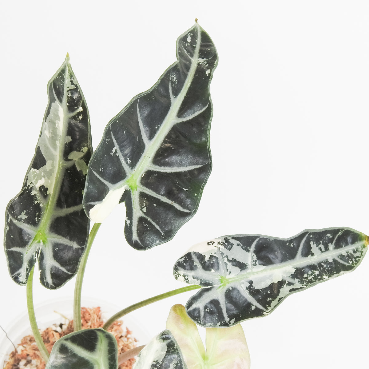 Alocasia 'Bambino' Pink (3817)