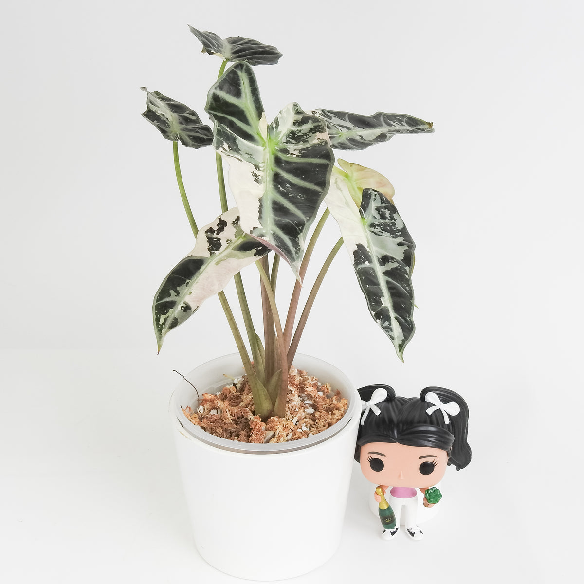 Alocasia 'Bambino' Pink (3817)