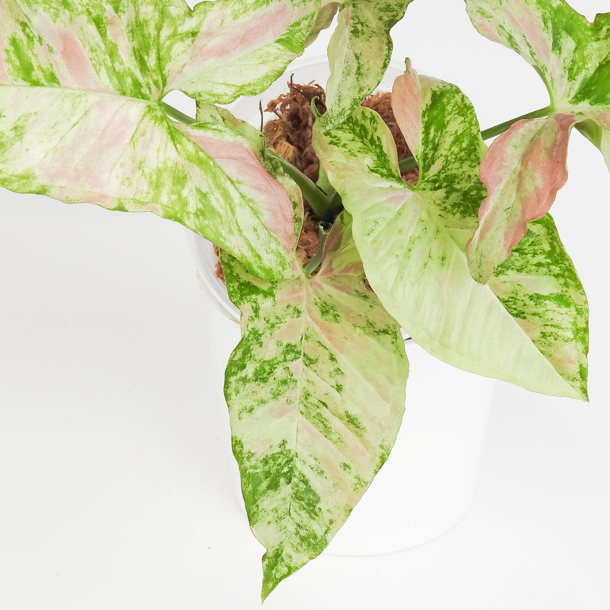 Syngonium Strawberry Princess (3816)