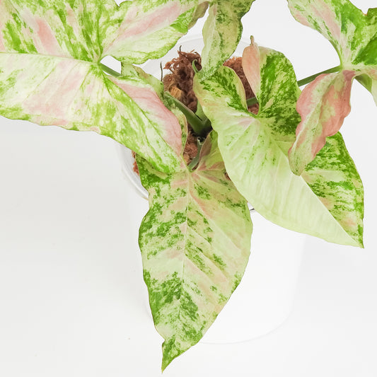 Syngonium Strawberry Princess (3816)