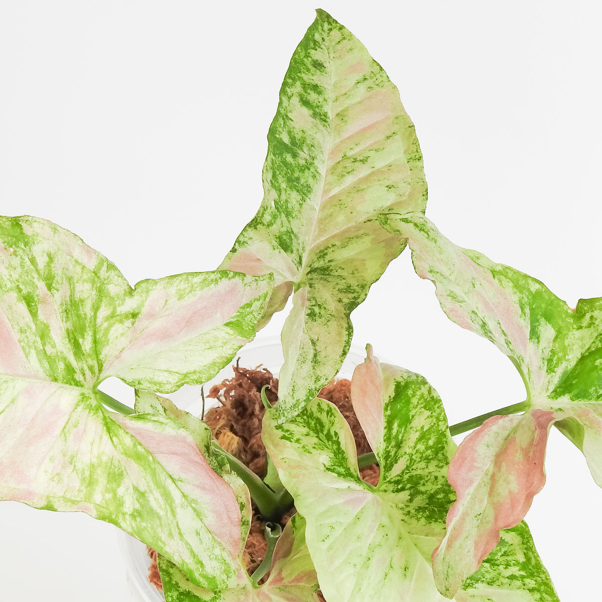 Syngonium Strawberry Princess (3816)
