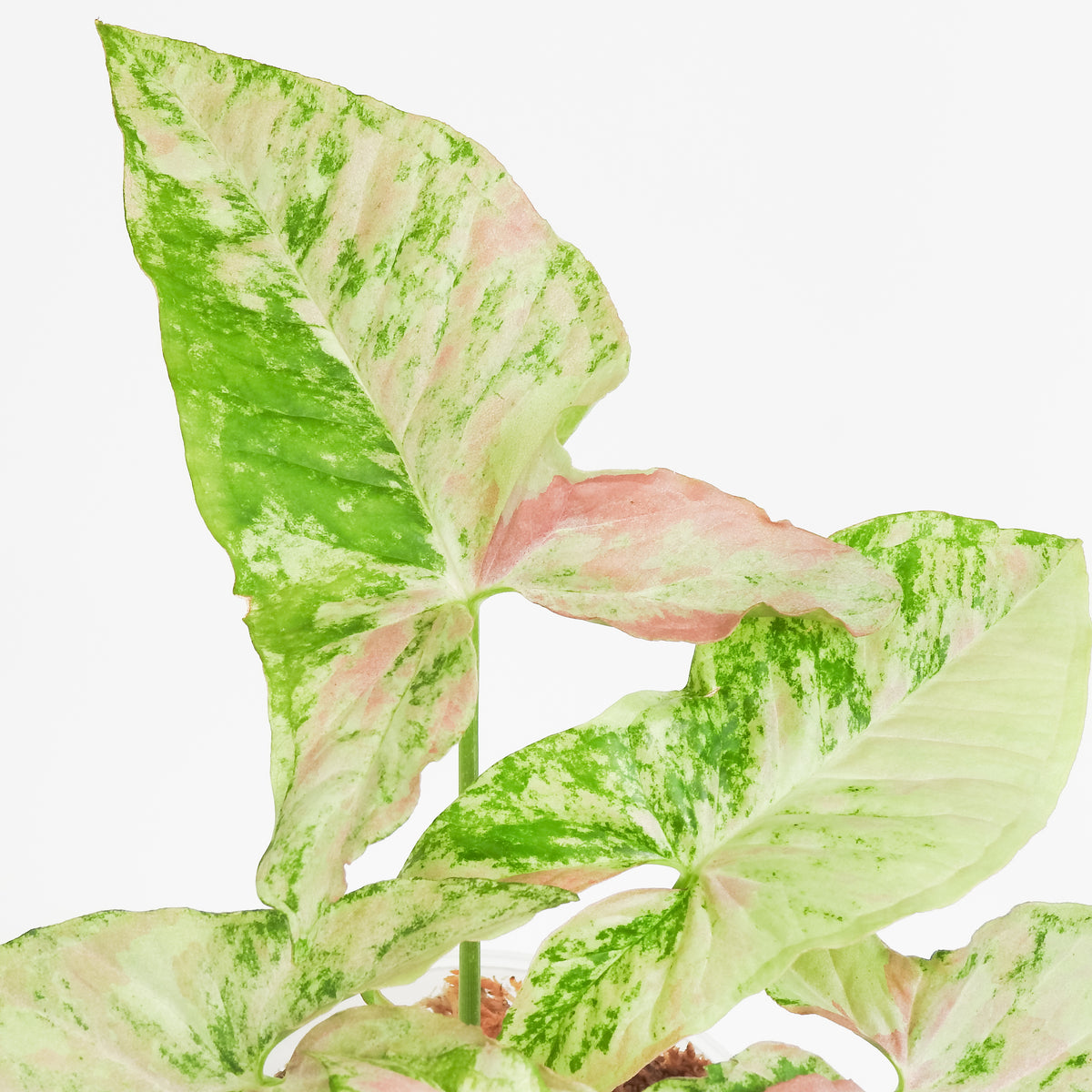 Syngonium Strawberry Princess (3816)