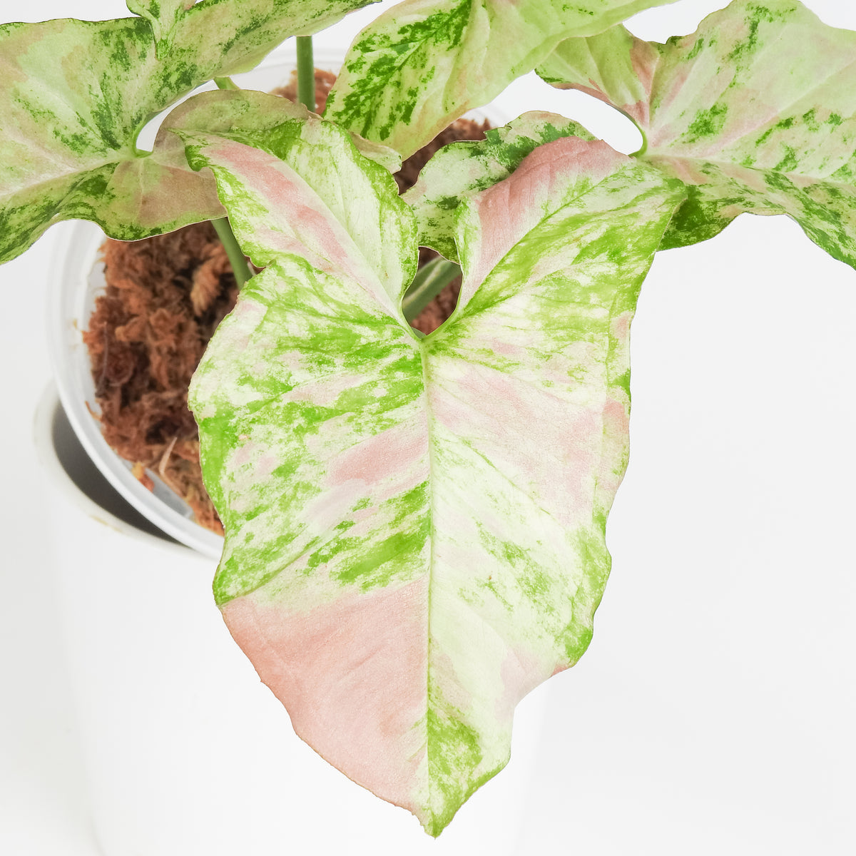 Syngonium Strawberry Princess (3816)