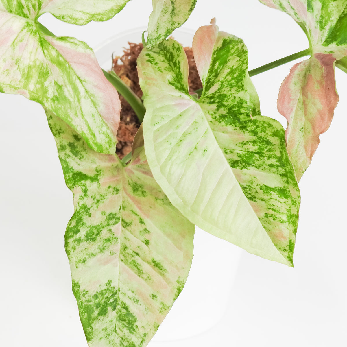 Syngonium Strawberry Princess (3816)