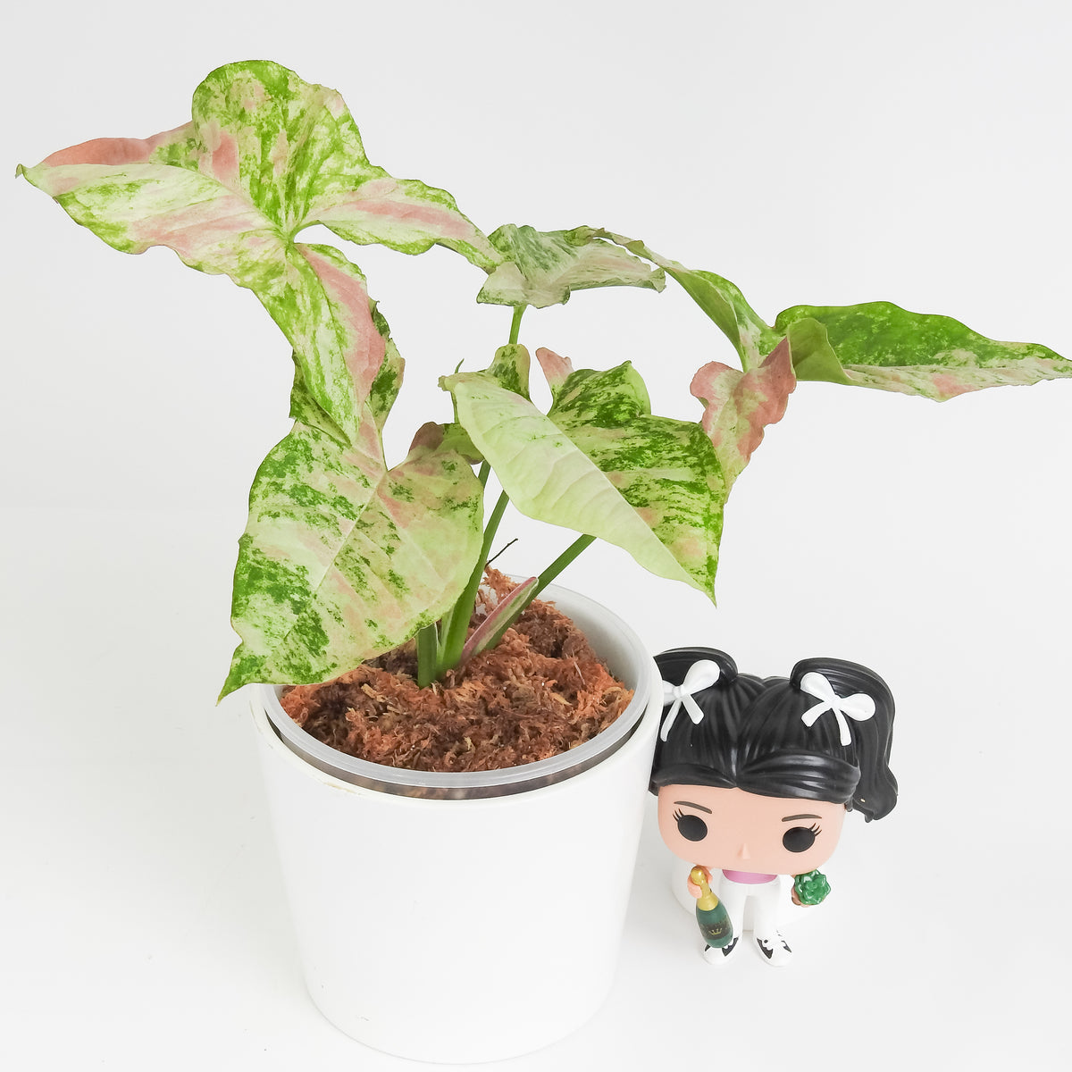 Syngonium Strawberry Princess (3816)