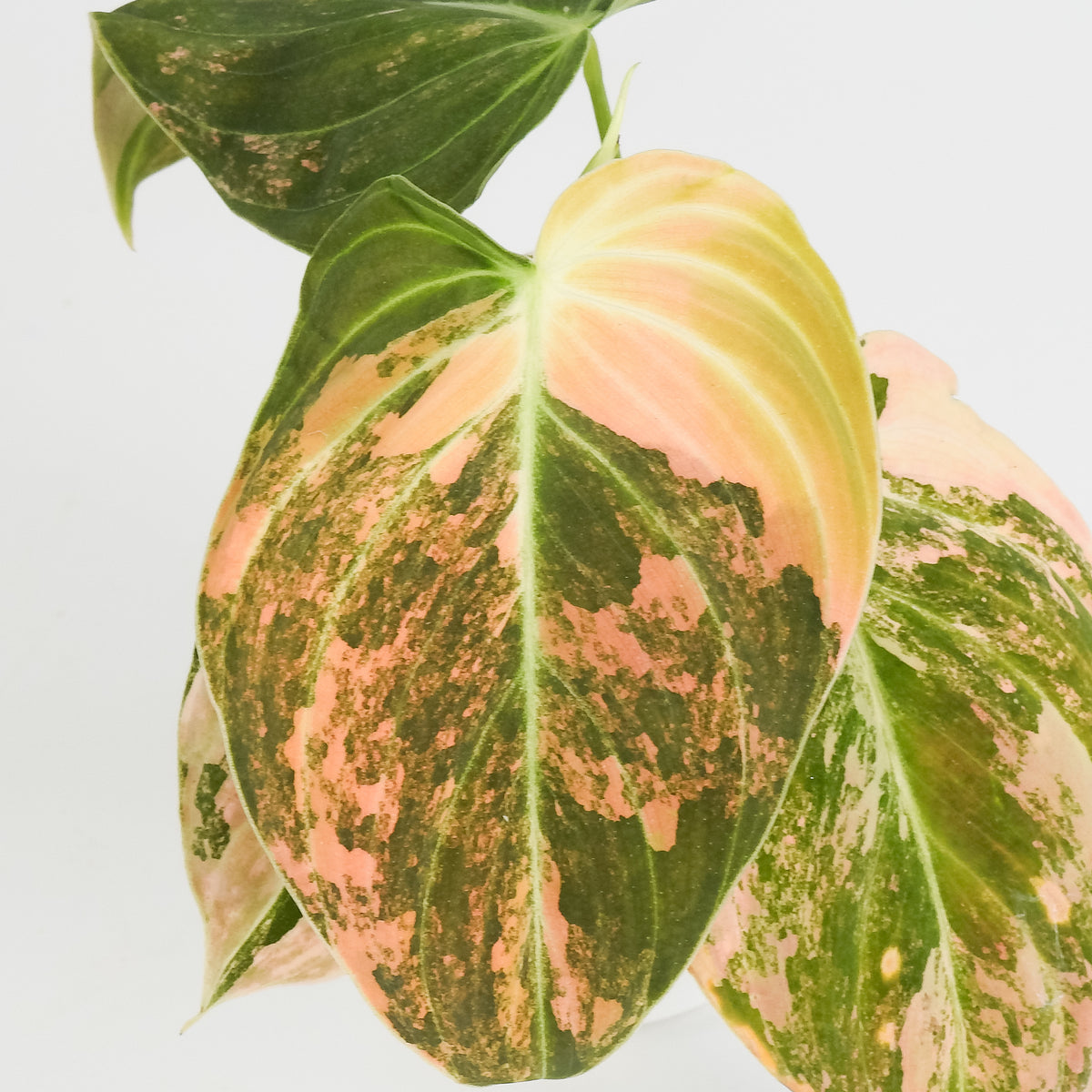 Philodendron Melanochrysum Orange Variegated (3813)