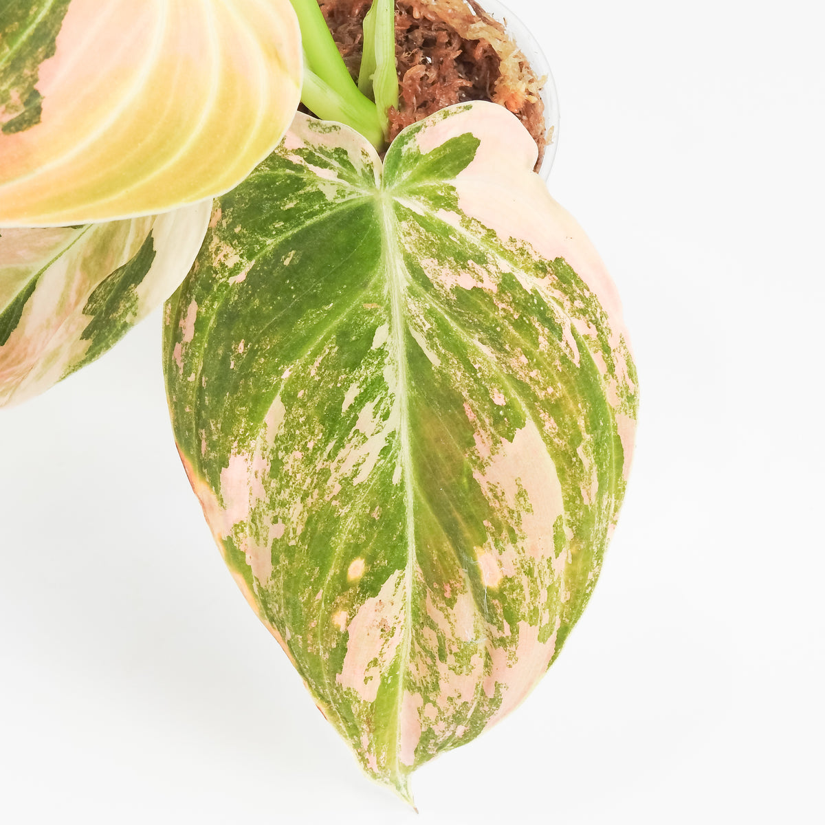 Philodendron Melanochrysum Orange Variegated (3813)
