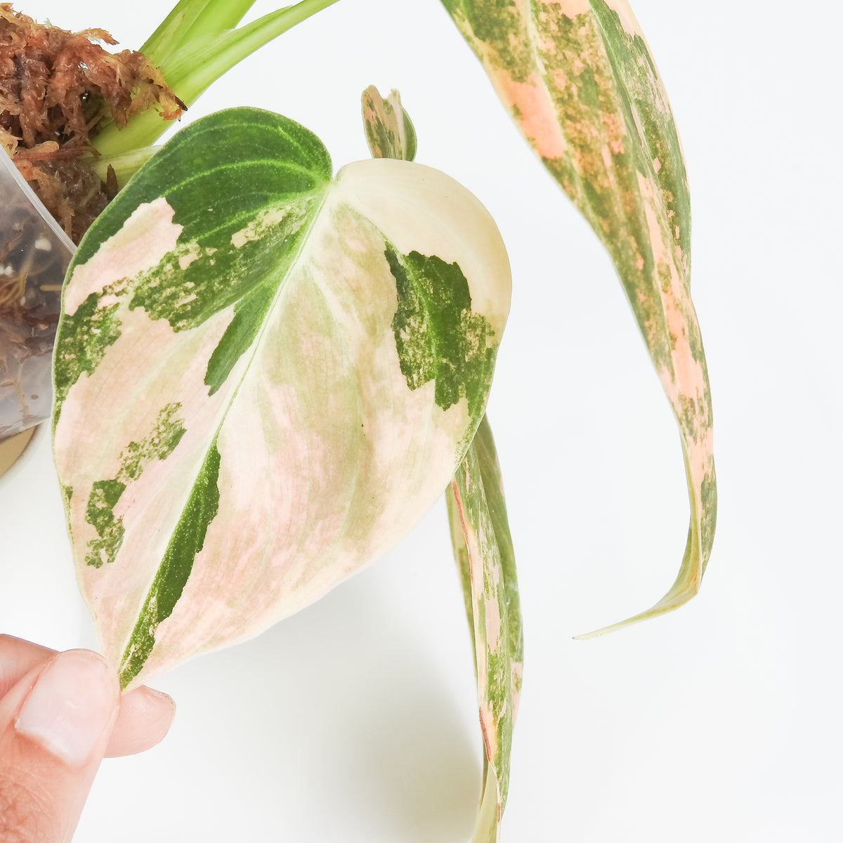 Philodendron Melanochrysum Orange Variegated (3813)
