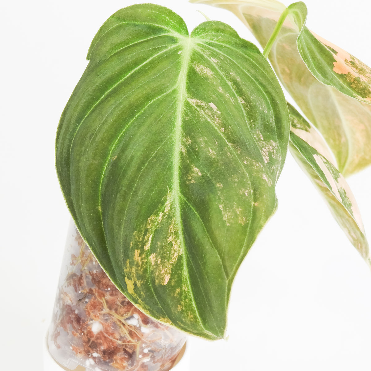 Philodendron Melanochrysum Orange Variegated (3813)