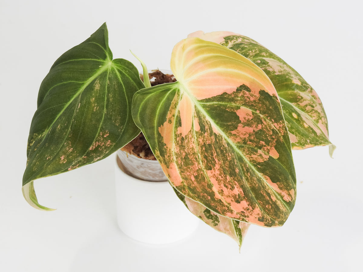 Philodendron Melanochrysum Orange Variegated (3813)