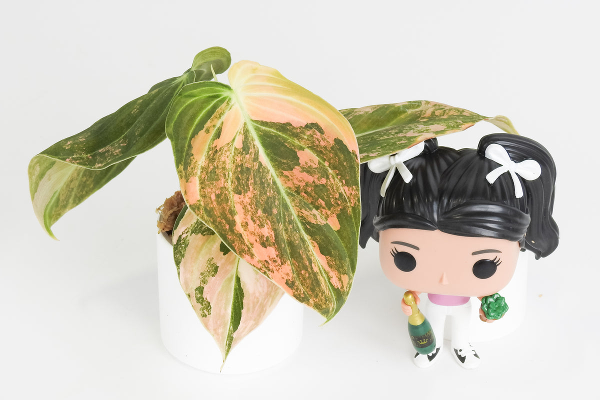 Philodendron Melanochrysum Orange Variegated (3813)