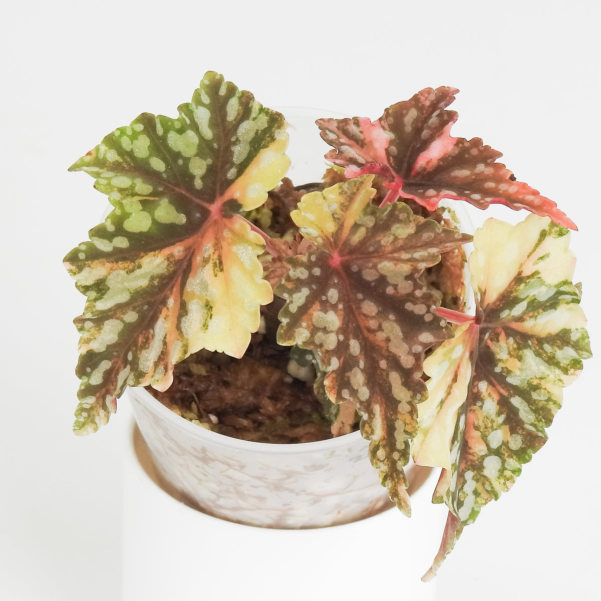 Begonia Izumo no Kiraboshi (3820)