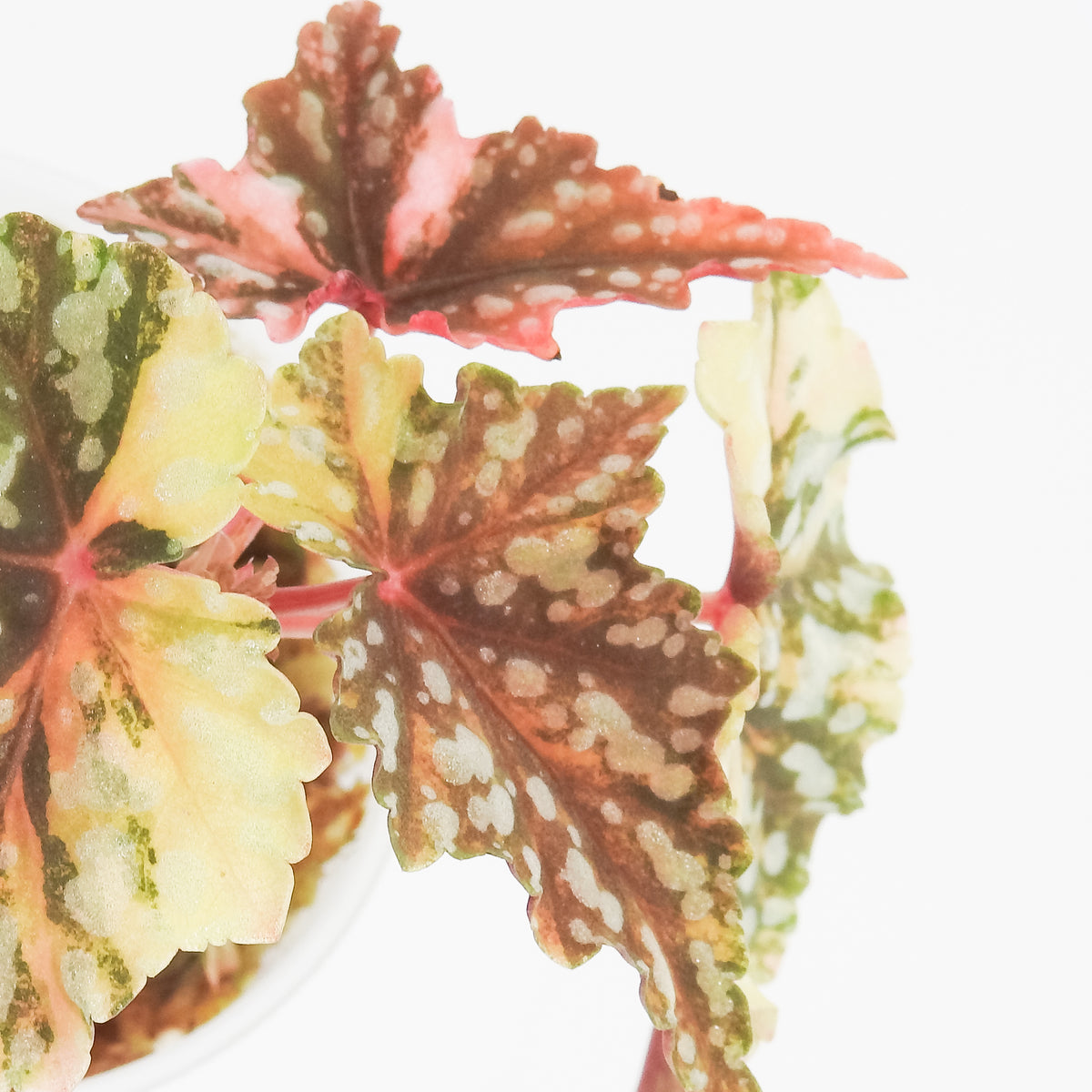 Begonia Izumo no Kiraboshi (3820)