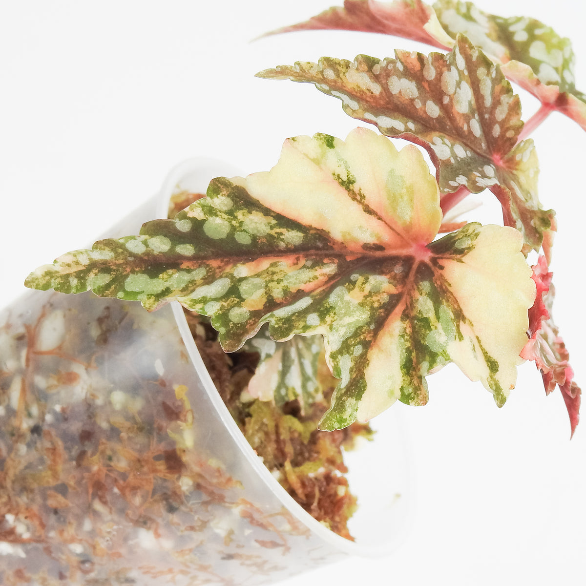 Begonia Izumo no Kiraboshi (3820)