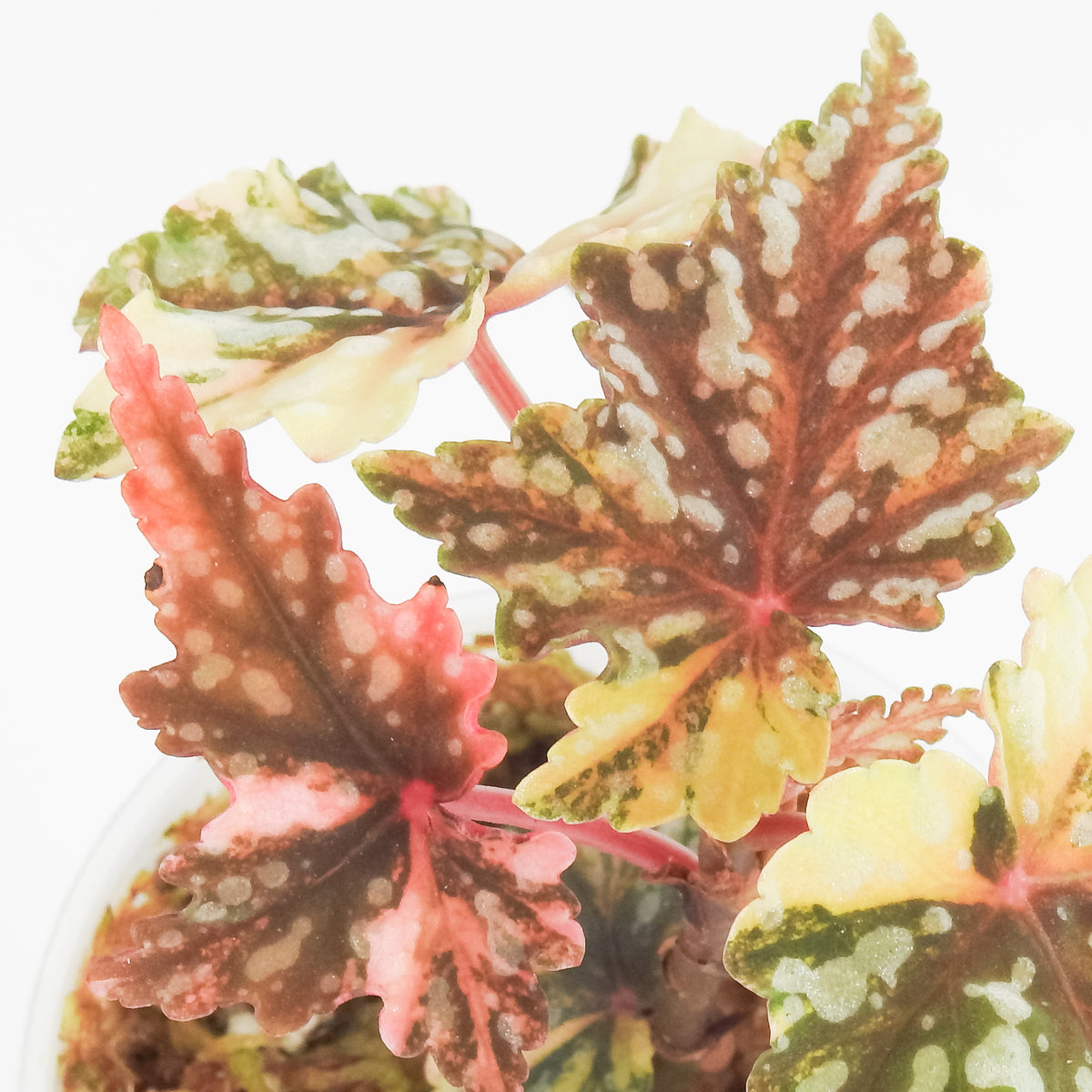Begonia Izumo no Kiraboshi (3820)