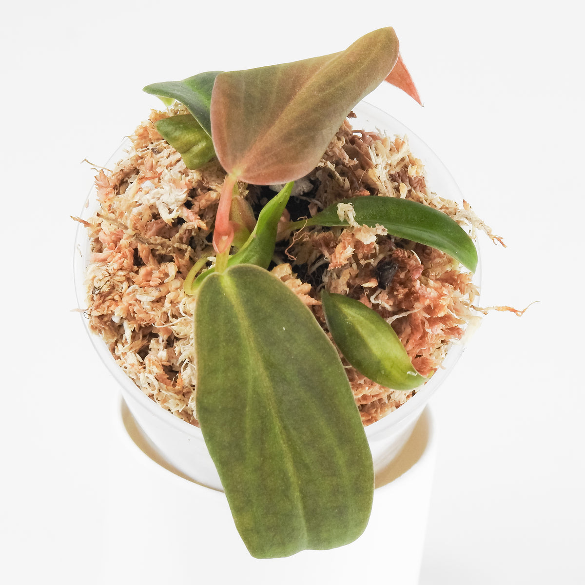 Philodendron Gigas *Growers Choice*
