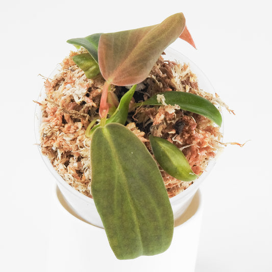 Philodendron Gigas *Growers Choice*