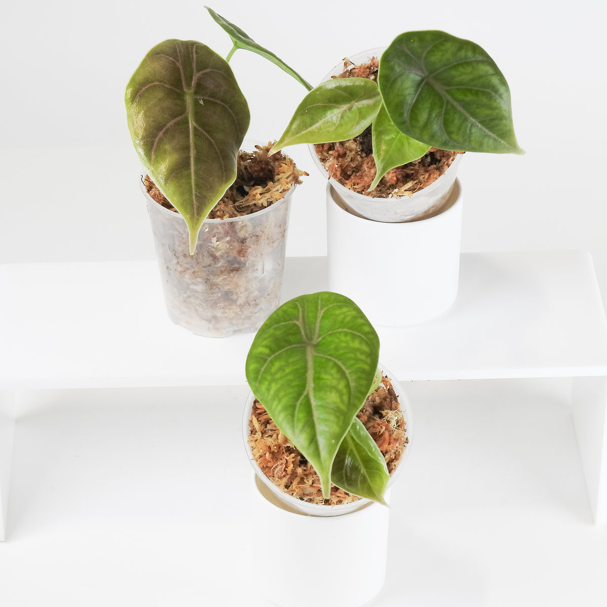 Alocasia Azlanii *Growers Choice*