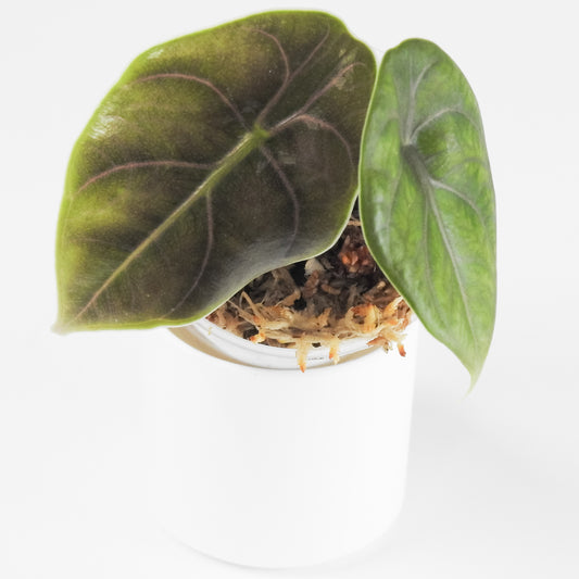 Alocasia Azlanii *Growers Choice*