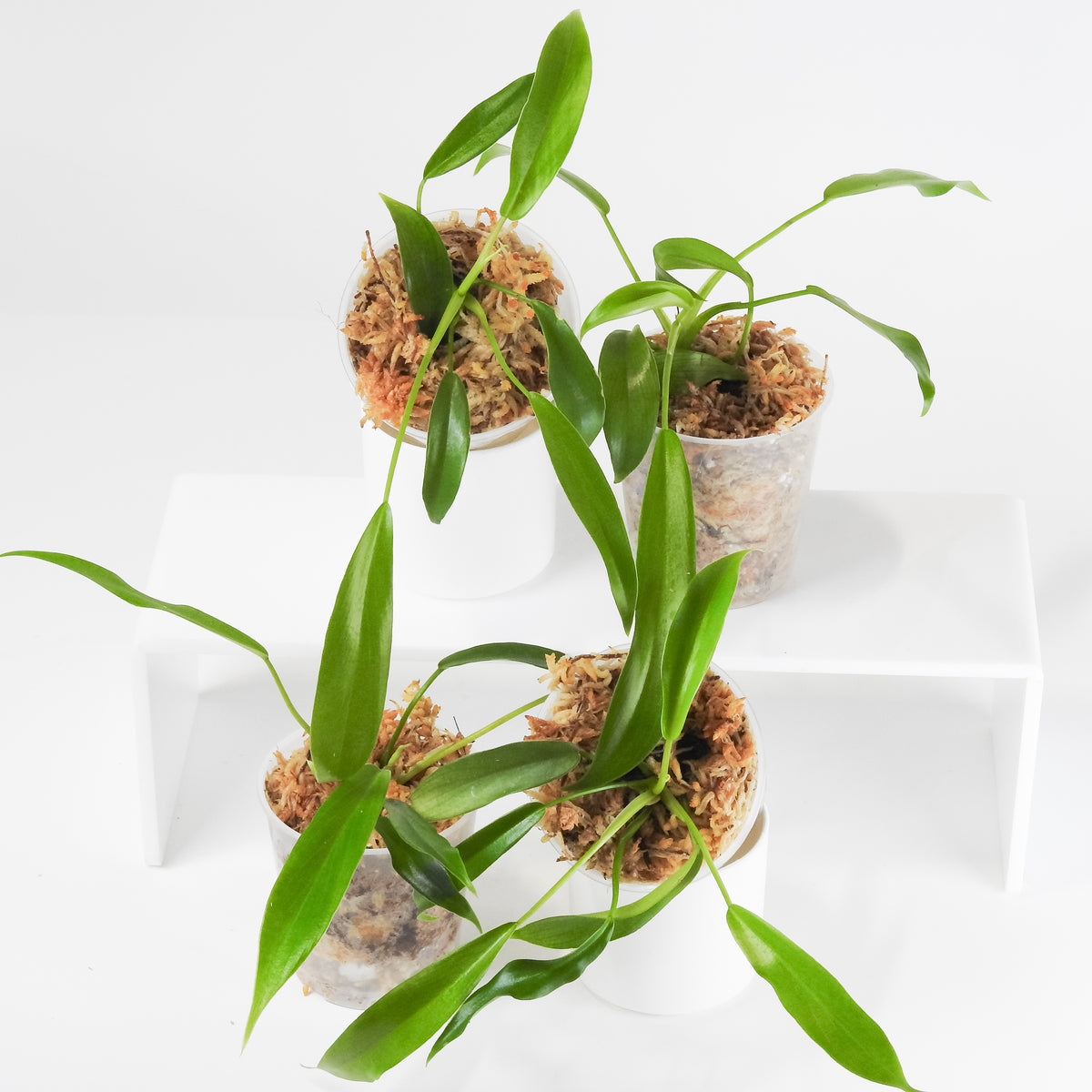 Philodendron Joepii *Growers Choice*