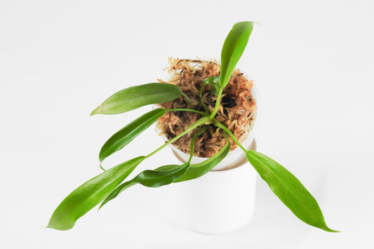 Philodendron Joepii *Growers Choice*
