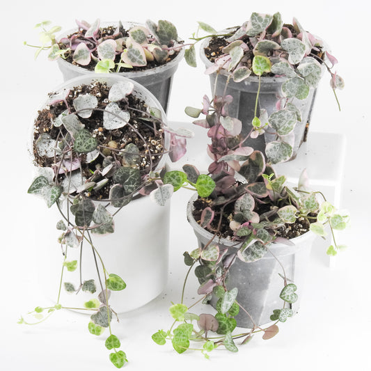 'Ceropegia Woodii' Variegata (String of Hearts Variegated) *Growers Choice*