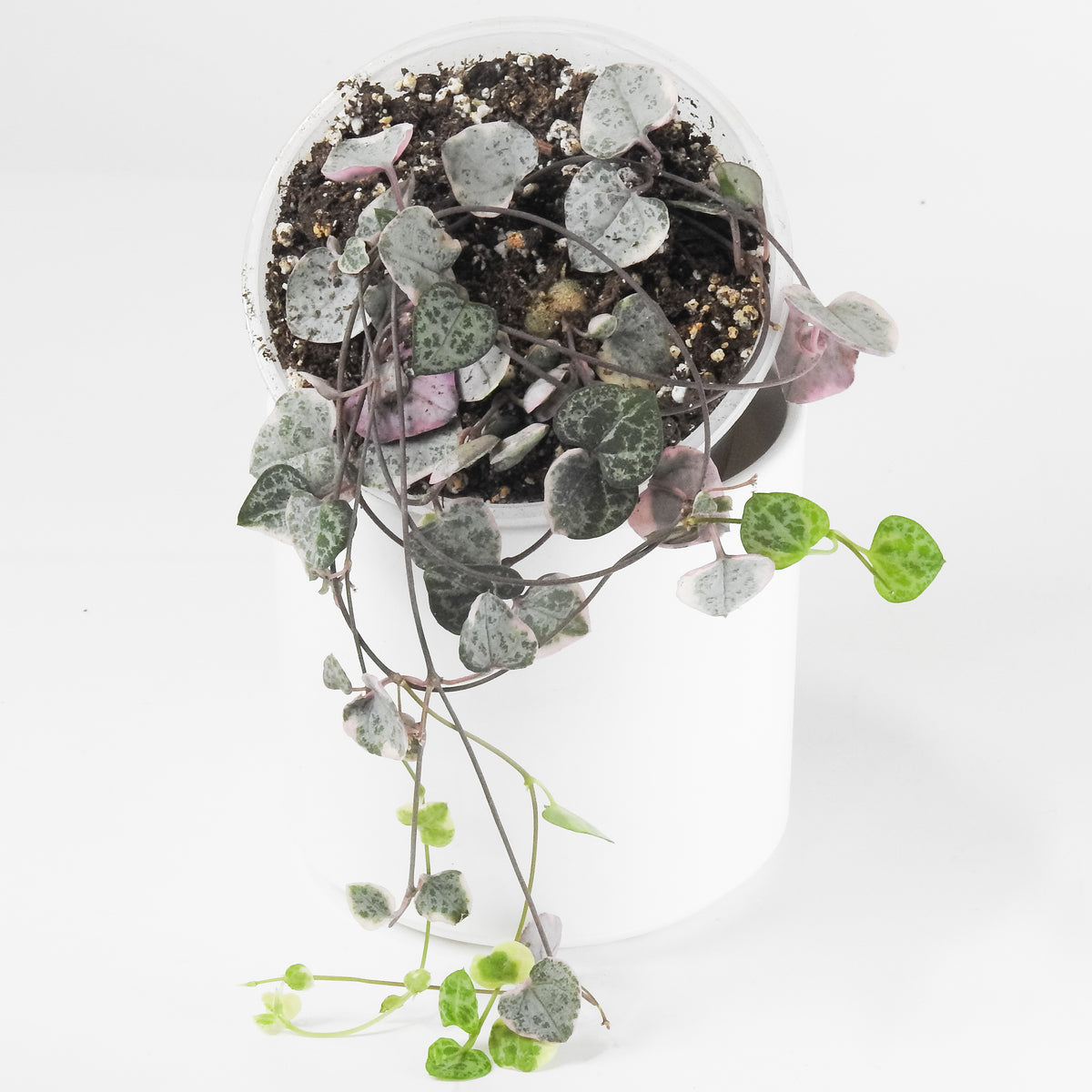 'Ceropegia Woodii' Variegata (String of Hearts Variegated) *Growers Choice*