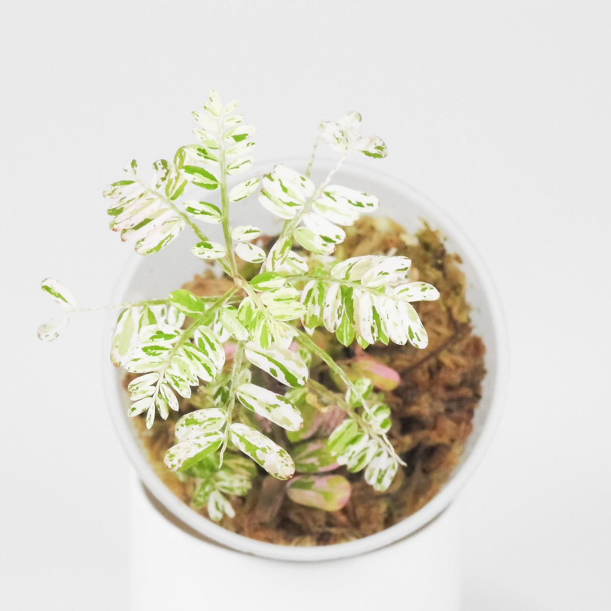 Phyllanthus 'Urinaria' Pink (Aka Sensitive Plant) (3901)
