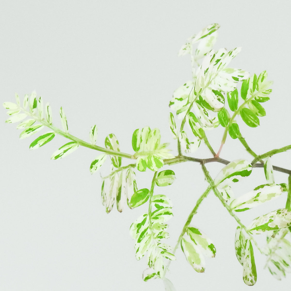 Phyllanthus 'Urinaria' Pink (Aka Sensitive Plant) (3901)