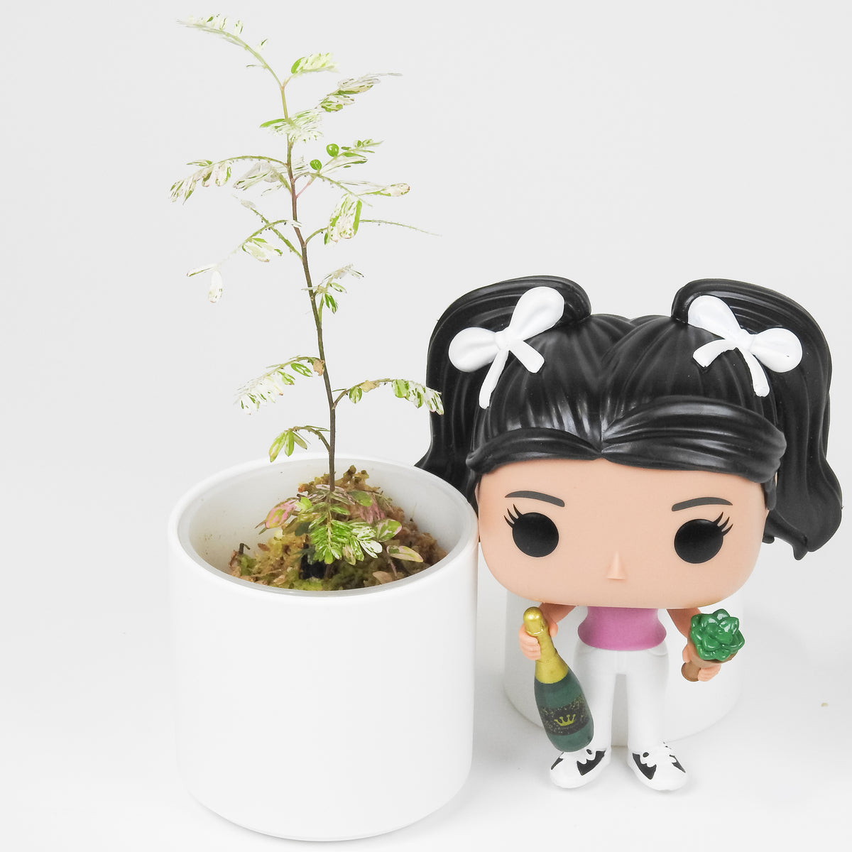 Phyllanthus 'Urinaria' Pink (Aka Sensitive Plant) (3901)