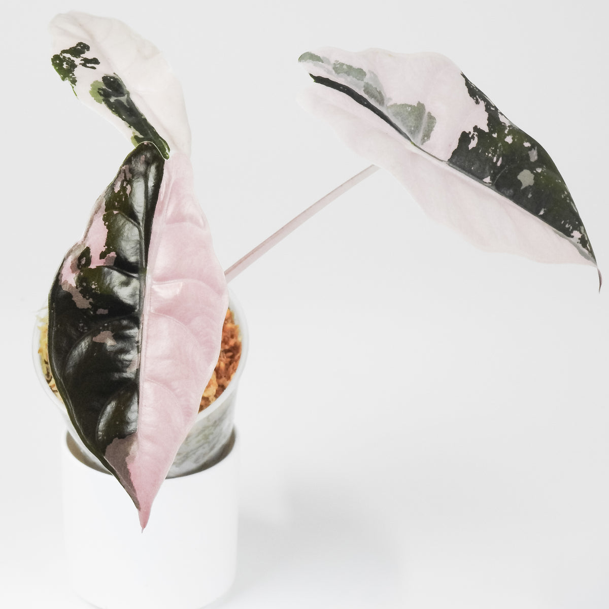Alocasia 'Chantrieri' Albo/ Pink Variegated (3902)