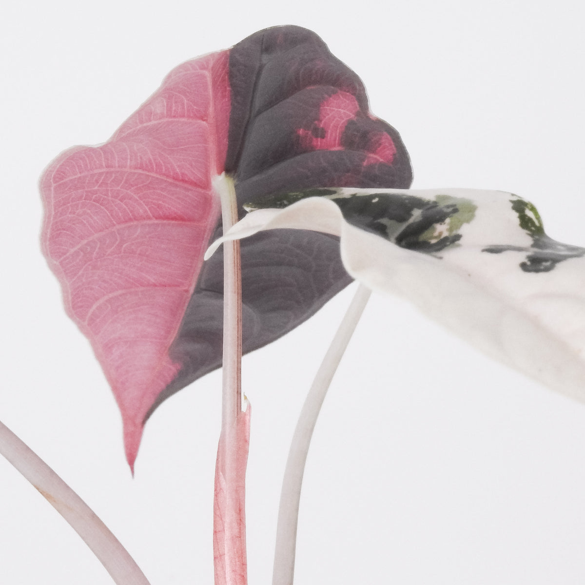 Alocasia 'Chantrieri' Albo/ Pink Variegated (3902)