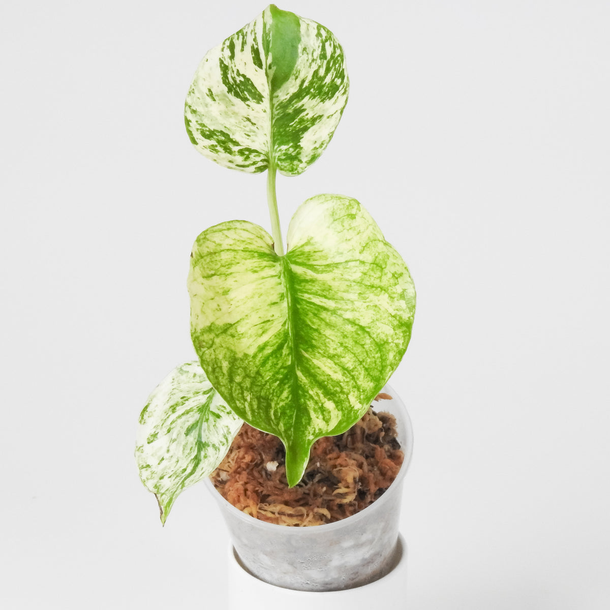 Monstera 'Siam Mint' (3903)