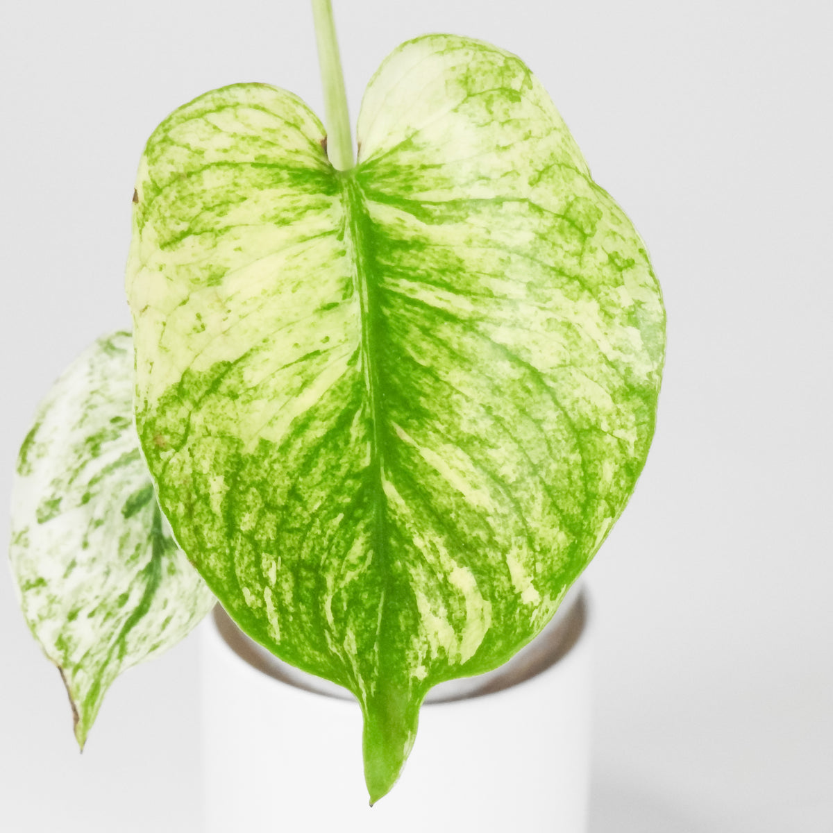 Monstera 'Siam Mint' (3903)