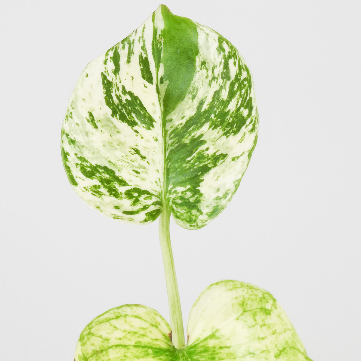 Monstera 'Siam Mint' (3903)