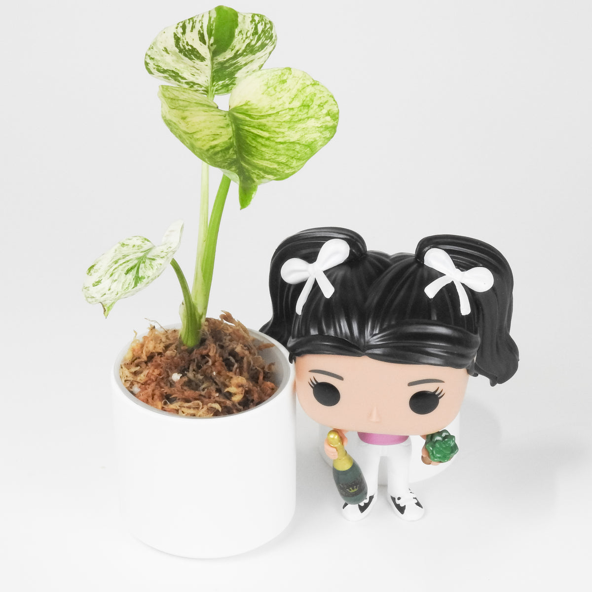 Monstera 'Siam Mint' (3903)