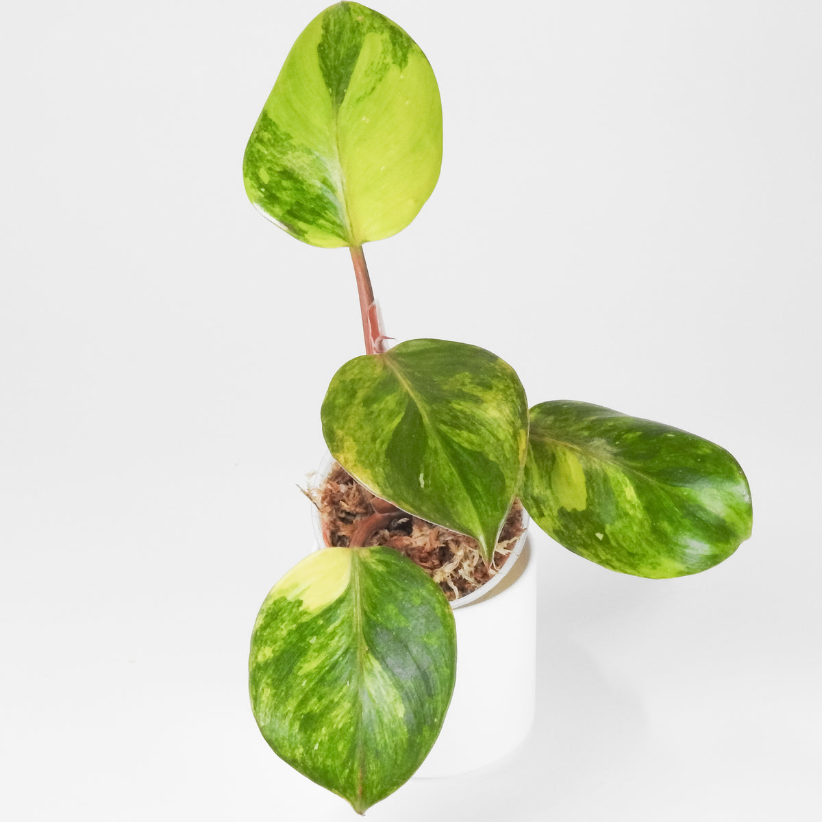 Philodendron White Knight Quadricolor (3904)