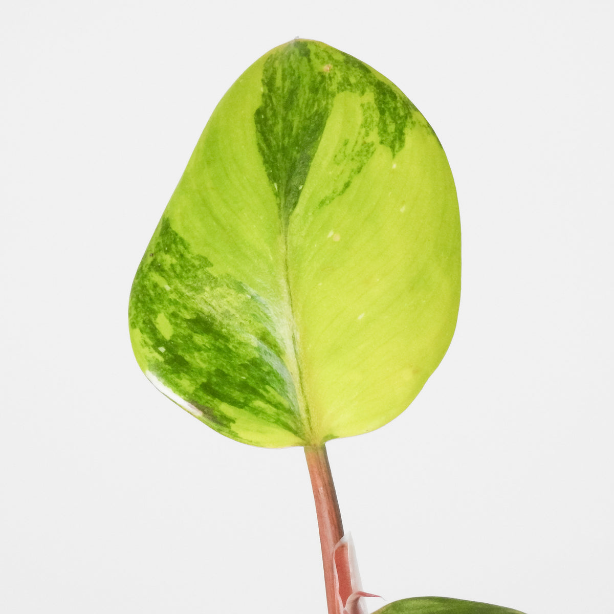 Philodendron White Knight Quadricolor (3904)