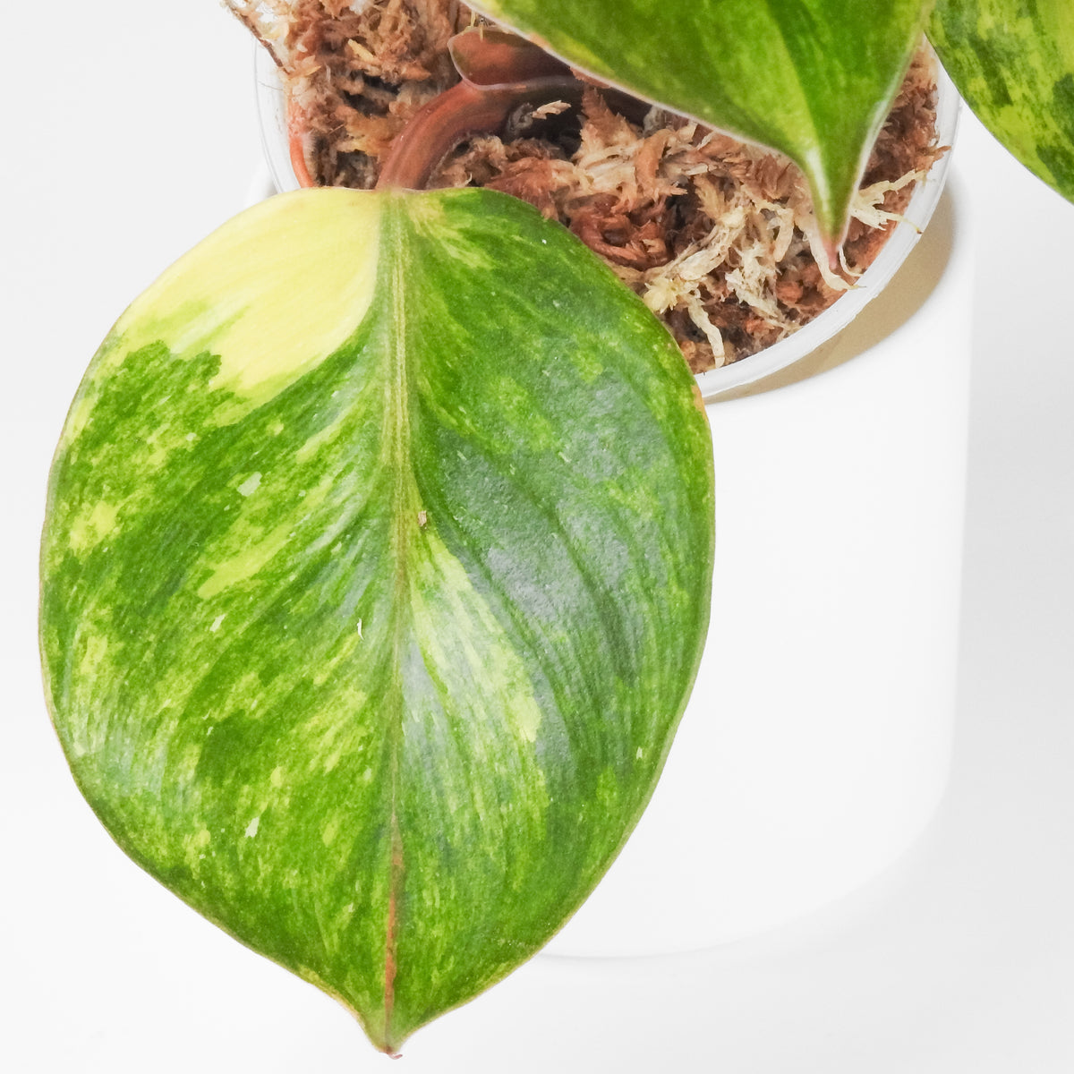 Philodendron White Knight Quadricolor (3904)