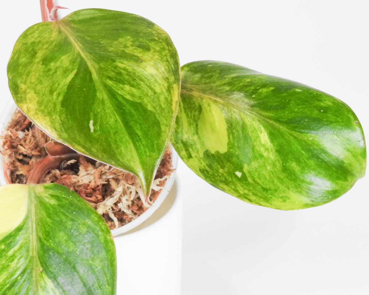 Philodendron White Knight Quadricolor (3904)